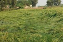 Photo of पंजाब मां पांच डिग्री गिरा पारा: बरखा-ओलापरिस से बढ़िन ठंडी, खेतन मां बिछी फसल